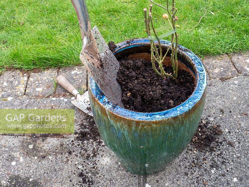 Planting bare rooted rose into pot - step by step. Rosa Dusky Maiden - Tea and old hybrid tea rose - back fill with soil, compost, grit mix.