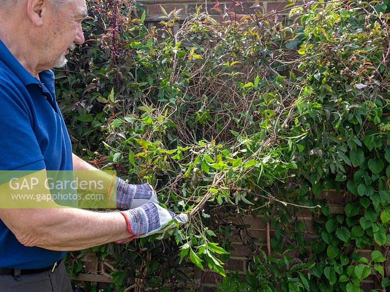 Clematis montana - Pruning, cutting back, maintenance.  Major prune of clematis soon after flowering in spring.   Overgrown climber being cut right back to wall, trellis support.