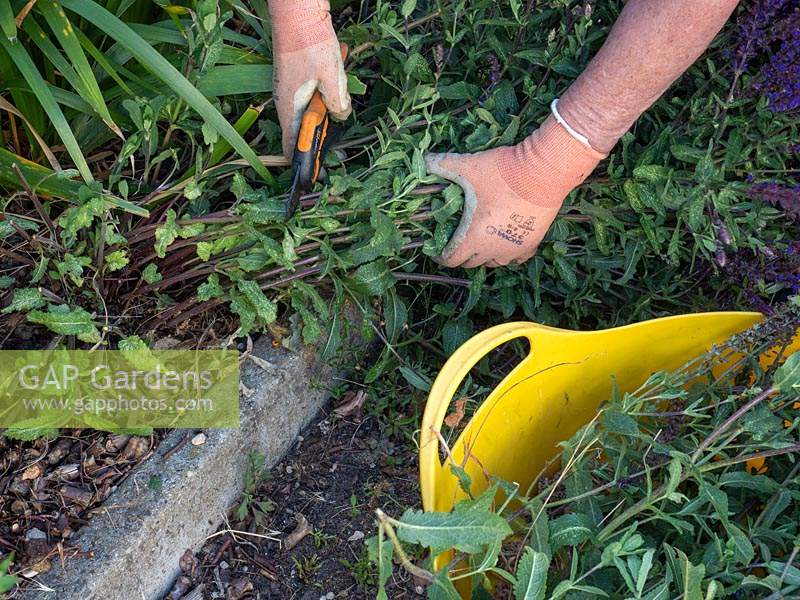Salvia caradonna maintenance - prune in summer, chop back to base - Hampton cut - Chelsea chop.  Summer jobs, tidy border in summer. July job.