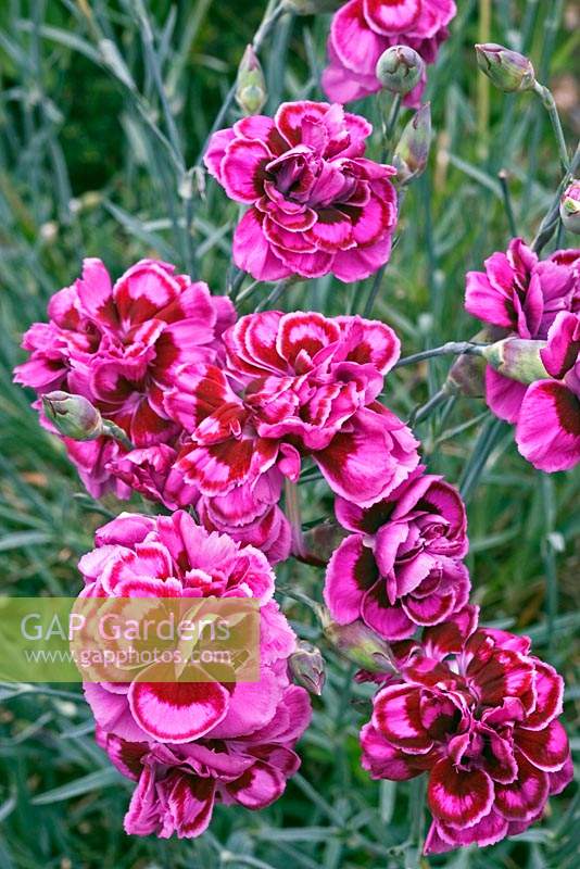 Dianthus 'Laced Monarch' - Garden Pink