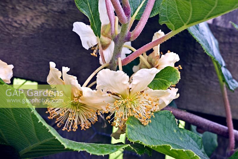 Actinidia chinensis 'Tomuri' - Kiwi Fruit - showing male flowers