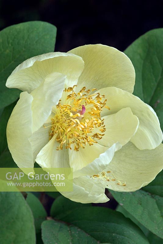 Paeonia mlokosewitschii - Molly-the- Witch