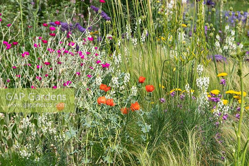 The Drought Tolerant Garden at the RHS Hampton Court Palace Garden Festival 2019. Plants include Lychnis coronaria, Glaucium corniculatum - syn. Glaucium flavum var. auranticum - and Stipa tenuissima