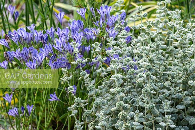 A blue and grey planting combination suitable for a dry garden, of Triteleia laxa with Ballota pseudodictamnus. RHS Hampton Court Palace Garden Festival 2019.
