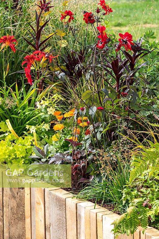 Colourful late summer perennials with dark and golden foliage, in a raised bed contained by wooden planks. RHS Hampton Court Palace Garden Festival 2019.