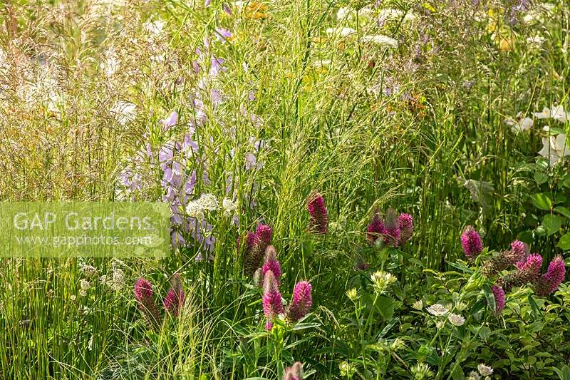 Naturalistic planting featuring bee-friendly plants including Campanula, Trifolium rubens, Astrantia and Grasses.The Urban Pollinator garden designed by Caitlin McLaughlin at the RHS Hampton Court Palace Garden Festival 2019.Sponsor: Warner's Distillery
