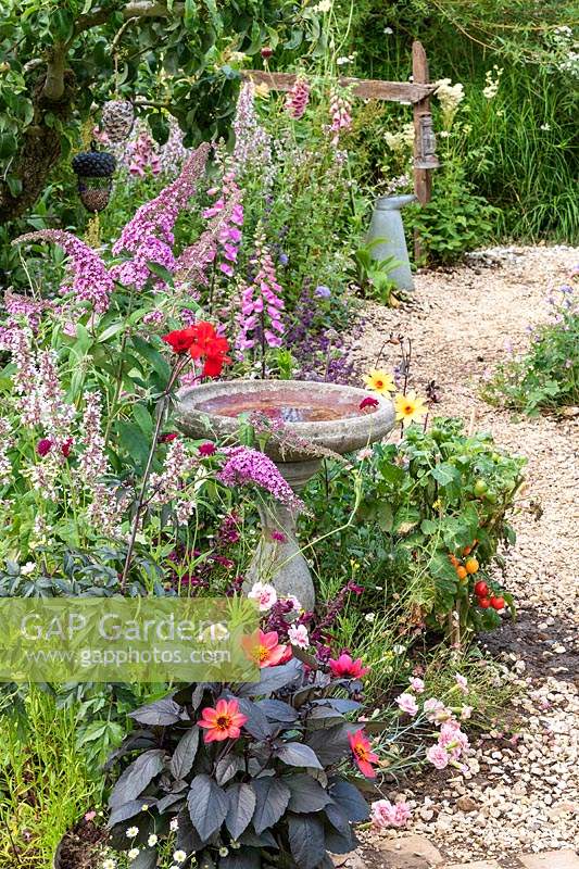 A naturalistic wildlife-friendly garden with cottage style planting, gravel path and a bird bath, providing a habitat for wildlife, birds, insects and bees. Planting includes Dahlia, Buddleija, Dianthus and Digitalis. RHS Hampton Court Palace Garden Festival 2019.