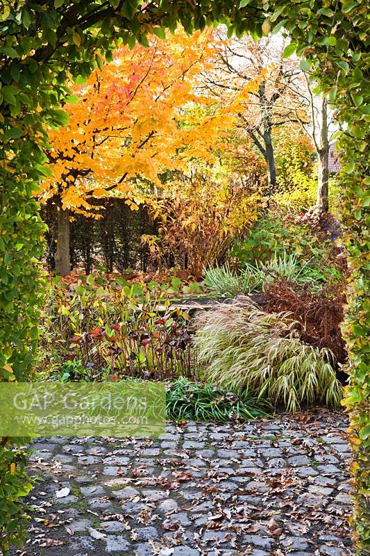 View through clipped arch to autumn borders with planting of Hornbeam, Hakonechloa macra Aureola, Ligularia, Pontederia and Parrotia.