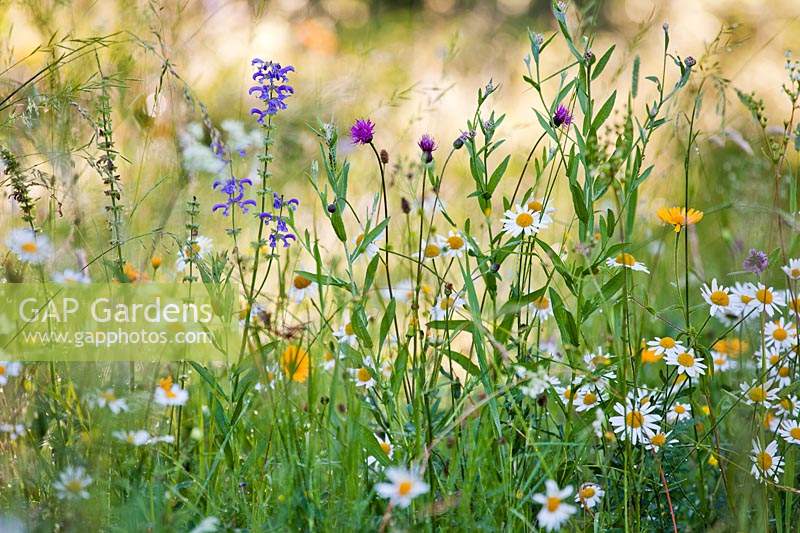 Natural planting in widlflower meadow: Leucanthemum vulgare, Buphthalmum salicifolium, Salvia pratensis, Centaurea jacea and grasses.