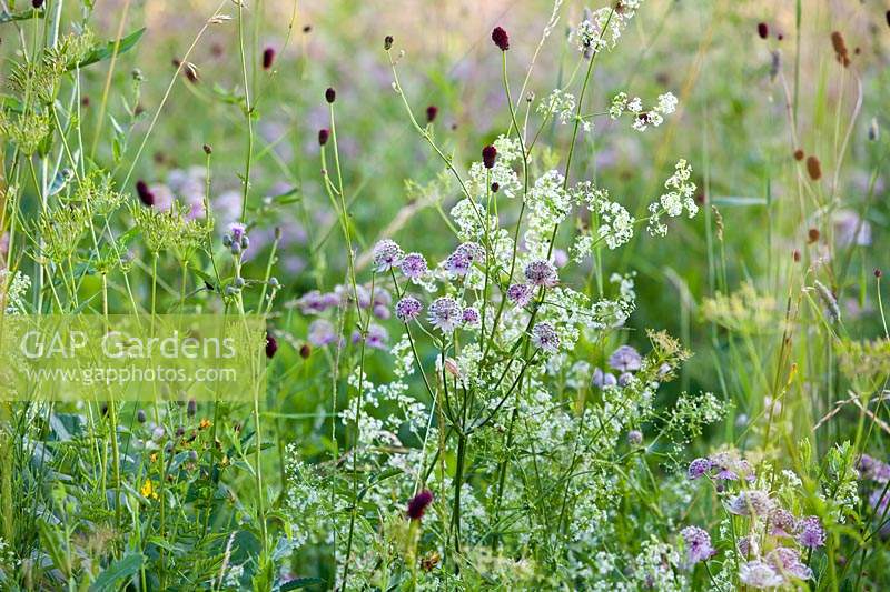 Wildflower meadow with Astrantia major - great masterwort, Sanguisorba officinalis - great burnet and Galium mollugo.