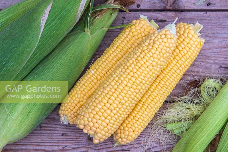 Harvested Sweetcorn 'Tyson' with husks removed to reveal the corn on the cob