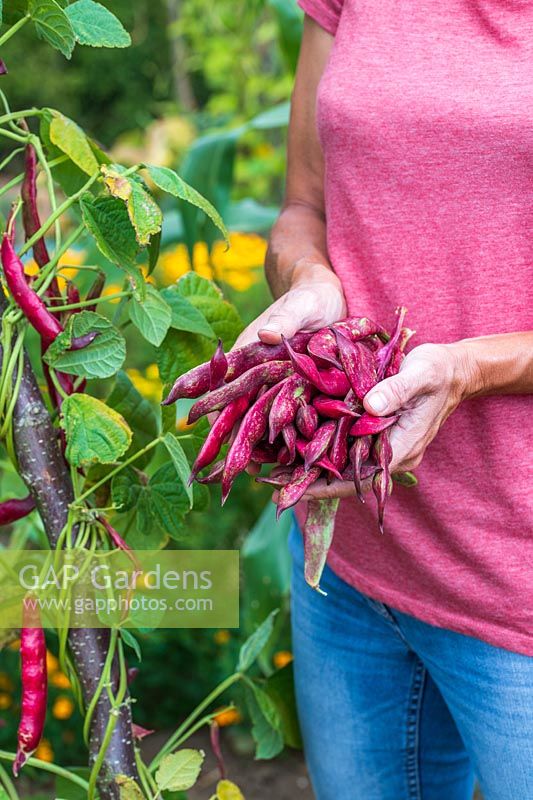 Woman holding bundle of newly picked Climbing Beans 'Firetongue' - late harvest
