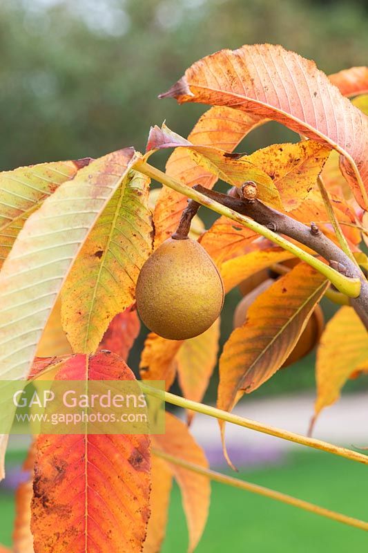 Aesculus x neglecta 'Autumn fire' - Yellow Horse Chestnut