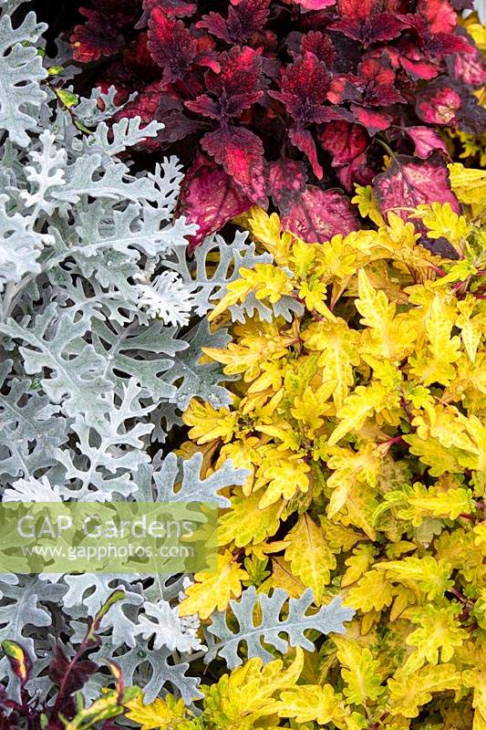 Senecio cineraria 'Silver dust' with Solenostemon scutellarioides 'Hot Sauce' and Solenostemon 'Spire' - Silver ragwort 'Silver Dust' and Coleus foliage.