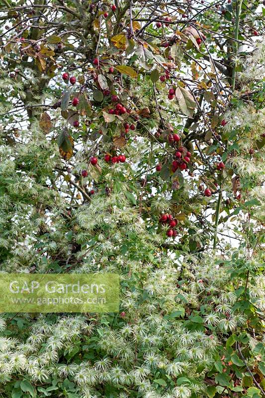 Clematis Tangutica 'My Angel' seed heads climbing through a cherry tree in autumn