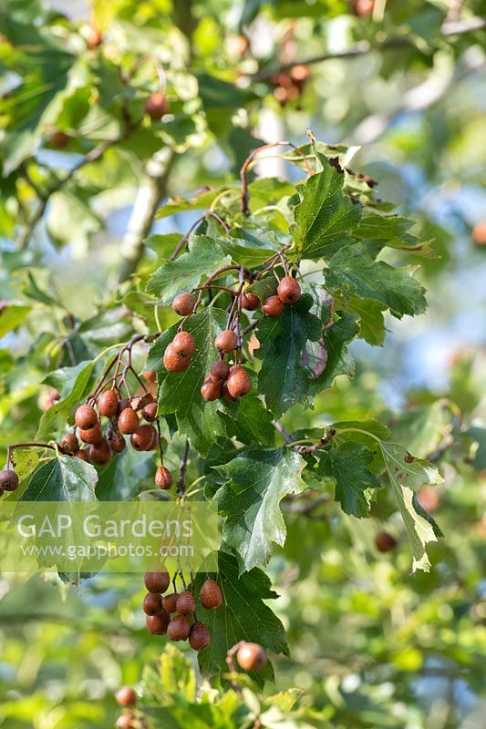 Sorbus torminalis - Wild service tree berries.