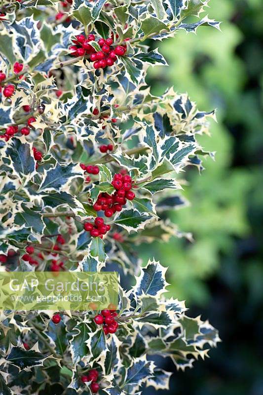 Ilex aquifolium 'Argentea marginata' - Silver margined holly