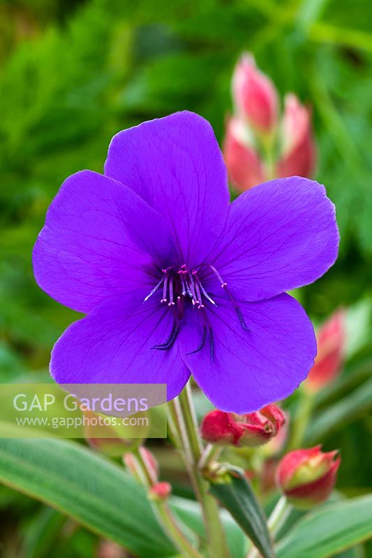 Tibouchina semidecandra - Glory bush 