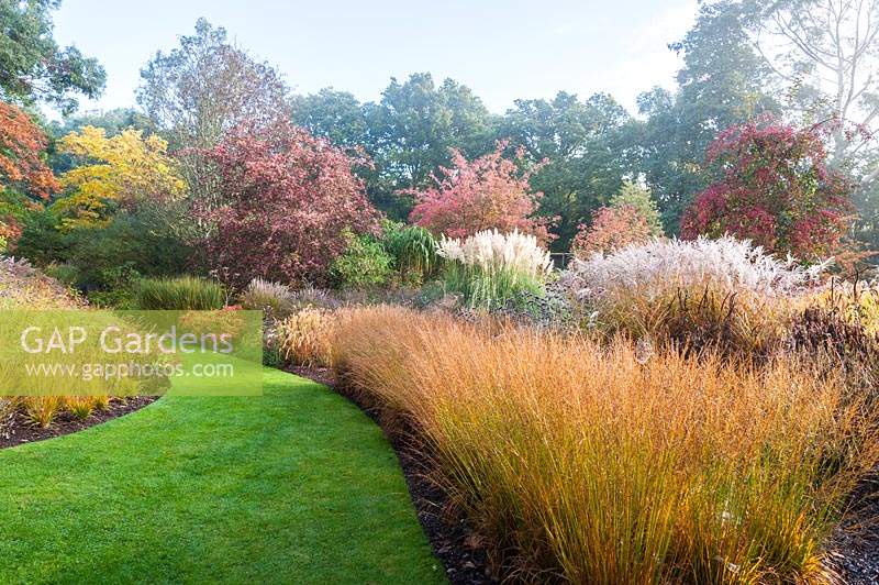 View along a bed beside grass path. Plants include: Molinia caerulea 'Dauerstrahl', Verbena bonariensis, Cortaderia 'Sunningdale Silver', Miscanthus, Nandina domestica 'Firepower' and colourful Euonymus europaea - Spindle Trees
