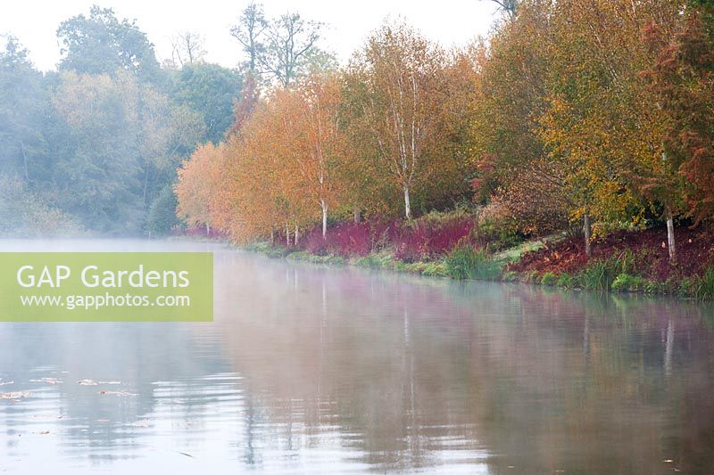 Mist rises from the Upper Pond at Marks Hall Gardens and Arboretum on an autumn morning with Betula utilis var. jacquemontii and red stemmed Cornus alba 'Sibirica' reflecting in the water