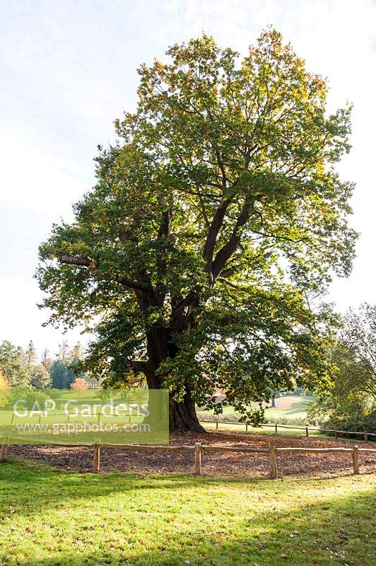 The Honywood Oak, over 800 years old, a remnant of the ancient deer park at Marks Hall Gardens and Arboretum.