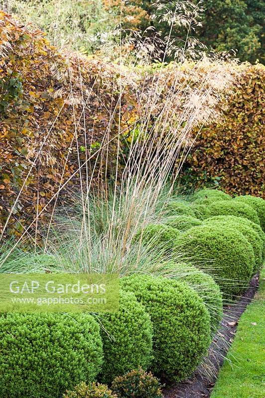 Hebe rakaiensis with Stipa gigantea in the walled garden designed by Brita von Schoenaich at Marks Hall Gardens and Arboretum in autumn