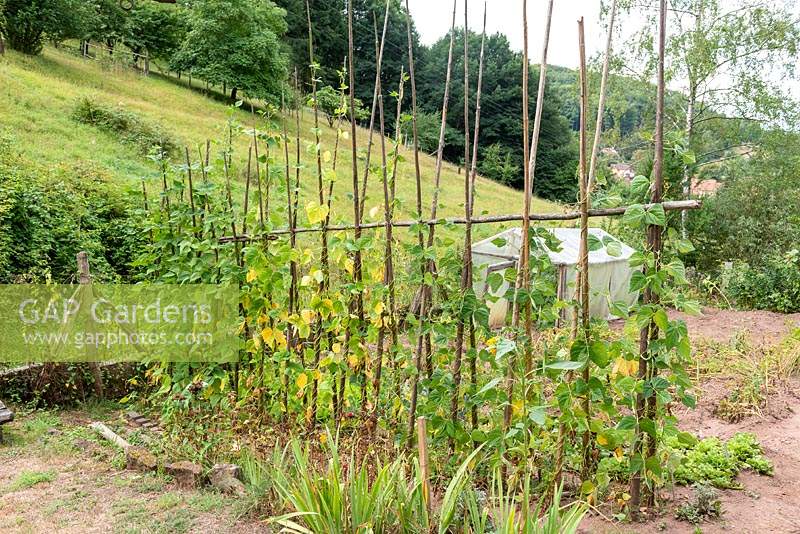 Phaseolus-Climbing beans 'Allegria' in a kitchen garden.