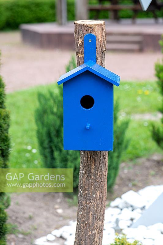 Blue birds nest in a garden.