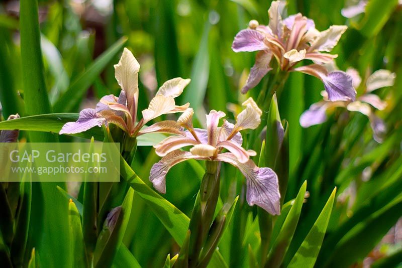 Iris foetidissima growing on calcareous soil, south facing bank in southern France