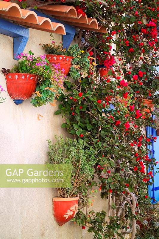 Bougainvillea and pots of xerophytic plants on wall of house 