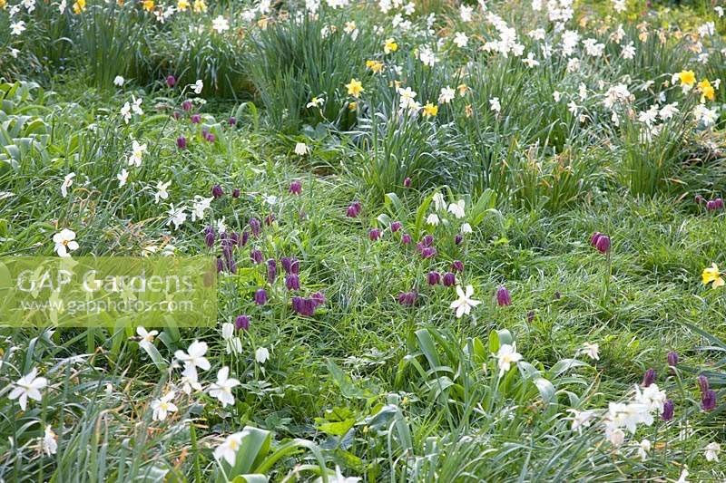 Mixed daffodils and Snakes Head Fritilaries:  Little Court, Hampshire, UK
