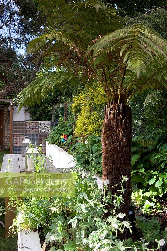 Dicksonia - Tree fern makes bold statement in border by outdoor dining area. 