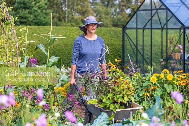 Woman walking through vegetable garden with wheel barrow full of plants.