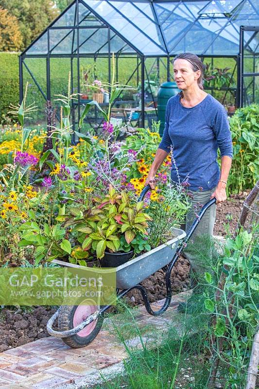 Woman walking through vegetable garden with wheel barrow full of plants.