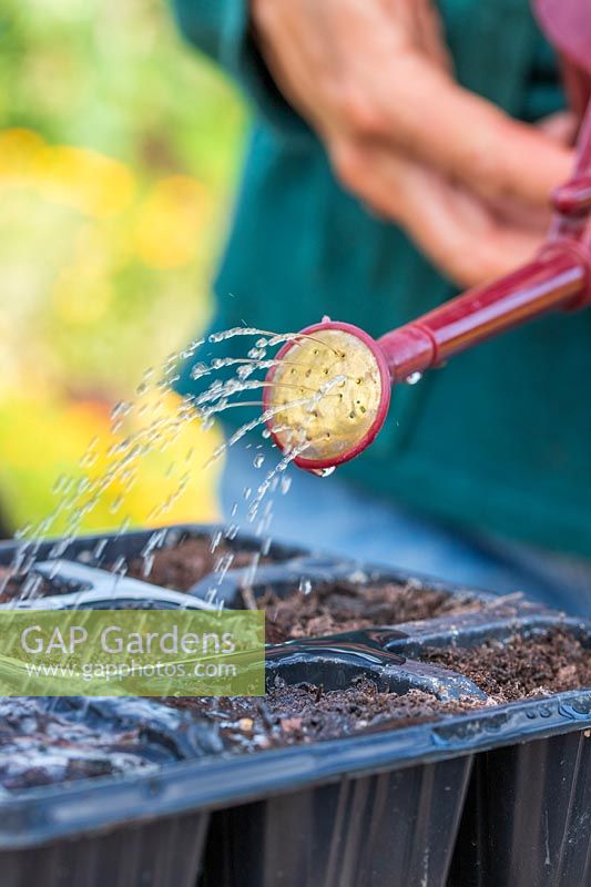 Watering newly-sown seeds with a small watering can fitted with a fine rose