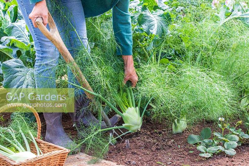 Digging up Florence Fennel 'Rondo' using a long-handled garden fork