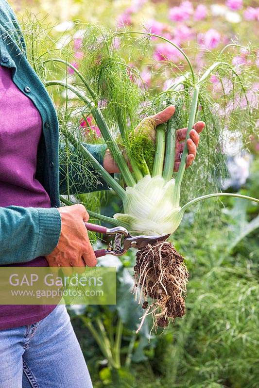 Woman cutting off the root from harvested Florence Fennel 'Rondo'