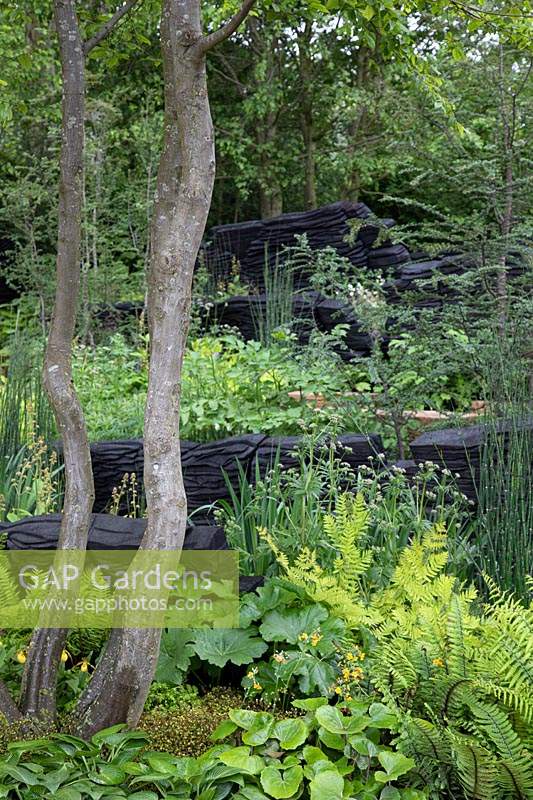 View of burnt oak structures representing rock formation and lush green planting. Garden: The M and G Garden. Sponsor: M and G Investments. Chelsea Flower Show 2019.