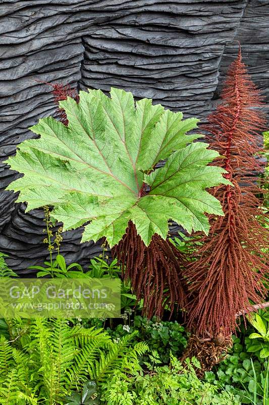 Gunnera killipiana planted at the base of burnt oak sculptures that represent rock formations in the M and G Garden at RHS Chelsea Flower Show 2019