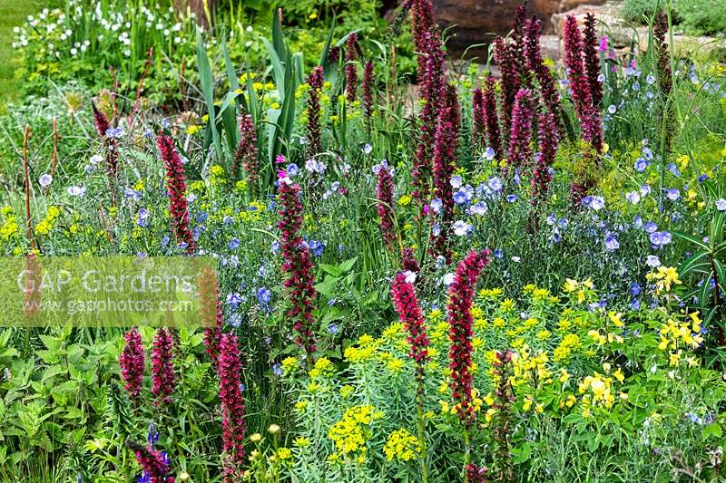 Spires of Echium russicum amongst informal and colurful planting in The Resilience Garden at RHS Chelsea Flower Show 2019