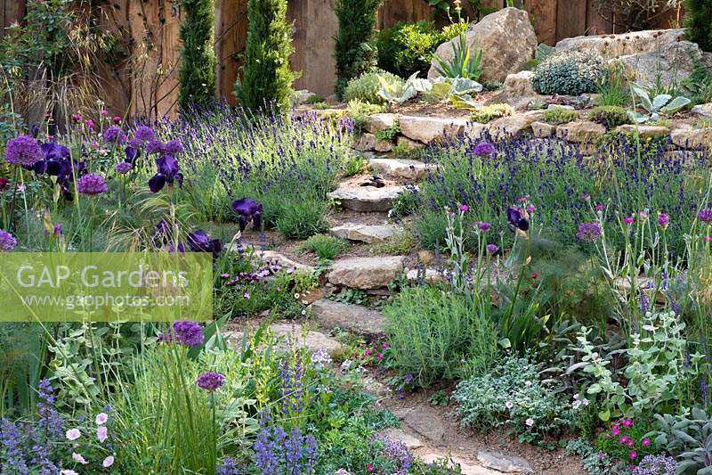 The Donkey Sanctuary: Donkeys Matter. Stone path leading to rocky garden. Planted with Lavandula, Iris, Allium, Nepeta and geranium. Sponsors: Donkey Sanctuary. Rhs Chelsea flower show 2019.