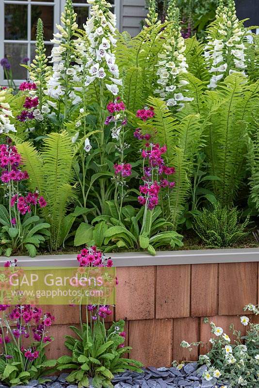 Raised beds edged in timber planks, faced in cedar shingle tiles, bed planted with white Foxgloves and Primulas. 