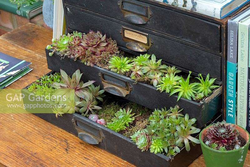 Succulent display in recycled draws  