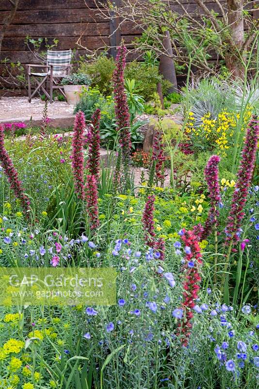 Mixed planting of Echium russicum, Digiplexis, Linum perenne and Euphorbia palustris - The Resilience Garden, RHS Chelsea Flower Show 2019.