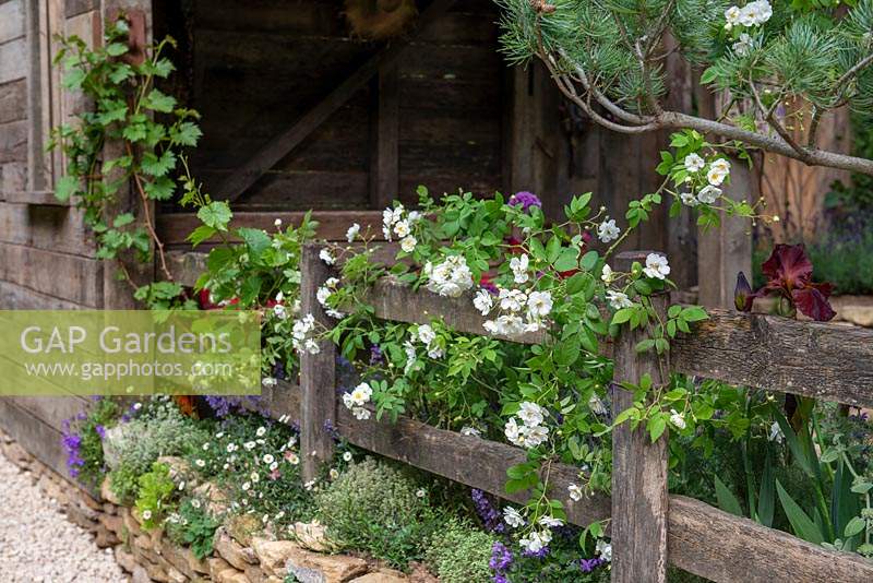 White rambling rose growing on a wooden fence - The Donkey Sanctuary: Donkeys Matter, RHS Chelsea Flower Show 2019