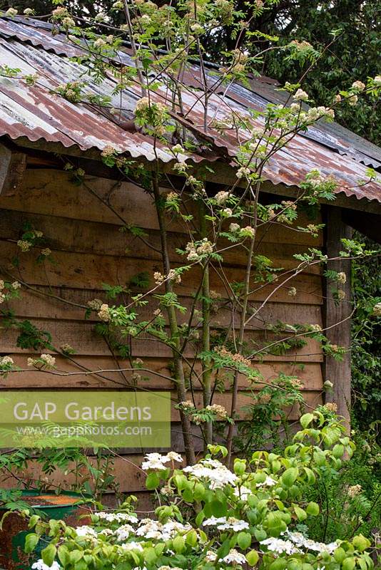 Sorbus aucuparia growing the roof of an old barn - The High Maintenance Garden for Motor Neurone Disease Association, RHS Chelsea Flower Show 2019