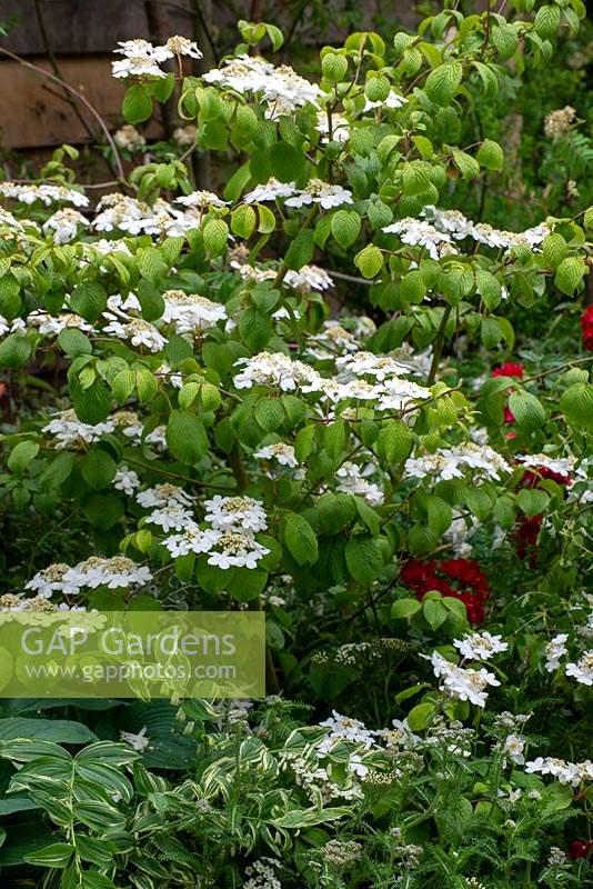 Viburnum tomentosum 'Marieseii' - The High Maintenance Garden for Motor Neurone Disease Association, RHS Chelsea Flower Show 2019