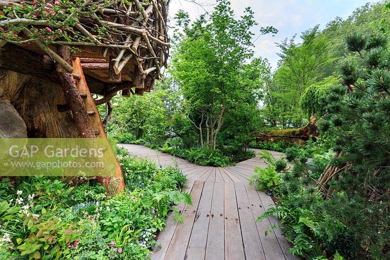 The RHS Back to Nature Garden. Entrance to the garden with tree-house and rustic ladder in foreground. Boardwalks form pathways through the garden with a circular trail. Plants include: Crataegus - Hawthorn, Pinus - Pine, Acer campestre - Field Maple, underplanted with Vinca major, Astrantia, Galium odoratum, Tiarella cordifolia, Hypericum, epimediums and ferns.    
  