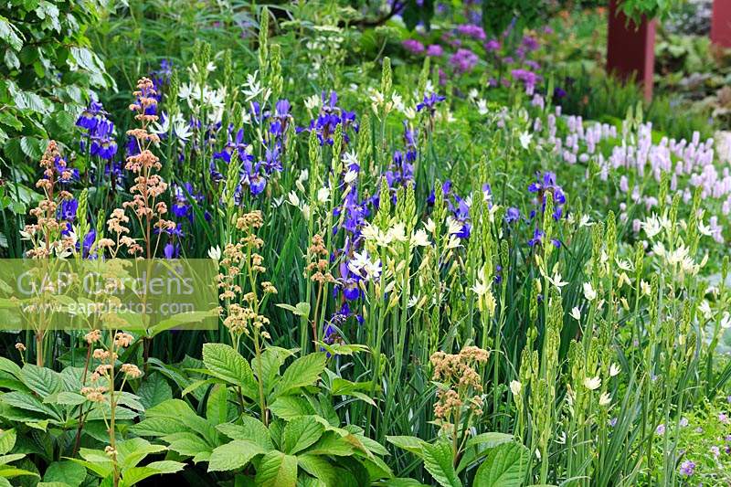 RHS Bridgewater Garden. Rodgersia aesculifolia with Camassia leichtlinii subsp. suksdorfii 'Alba', Iris 'Caesar's Brother', Iris 'Tropic Night', and in the background Persicaria bistorta 'Superba' and 'Thalictrum 'Black Stockings'