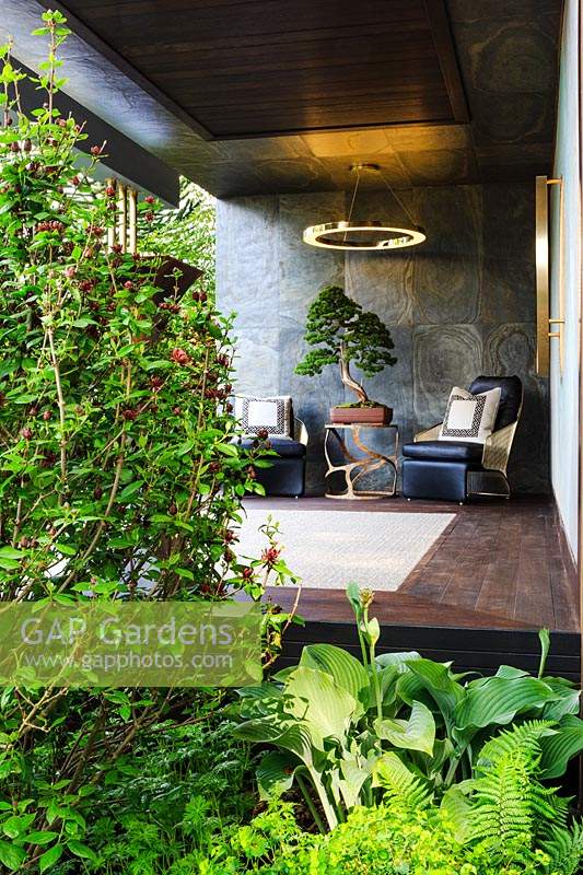 The Morgan Stanley Garden. Side view of seating area or relaxation pod featuring bonsai tree on table and black and gold chairs. A circular light made from recycled brass and featuring low-voltage, low-energy lighting is suspended above. Plants include: Calycanthus floridus and Hosta 'Krossa Regal' catching a shaft of sunlight. Sponsor: Morgan Stanley. 